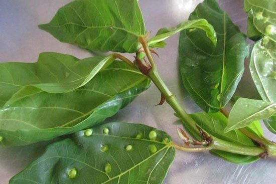 Lá sung có tác dụng gì? Công dụng và lưu ý khi dùng